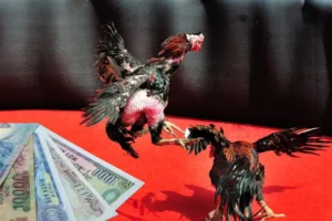 Tuyệt Chiêu Về Cách Chơi Đá Gà Sabong Tại 566Bet Chuẩn Xác Từ Chuyên Gia